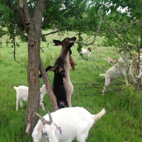 Goat Lessons Served Daily